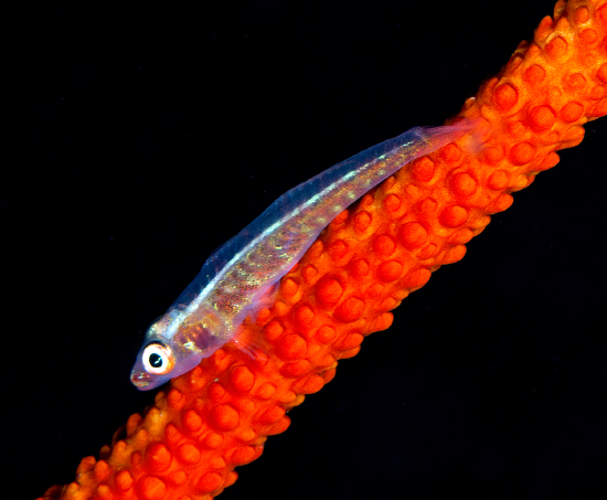  Bryaninops loki (Loki Whip Goby)